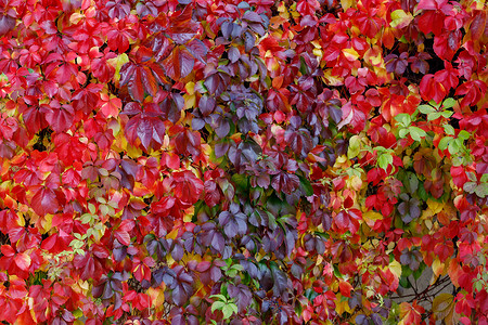 弗吉尼亚爬行物 (Parthenocissus quinquefolia) 藤本植物的五颜六色的红色和绿色叶子在秋天。