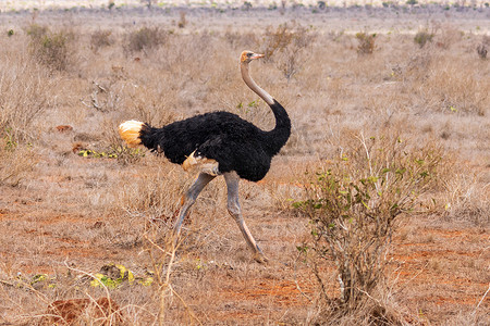 行走的骆驼摄影照片_东察沃的马赛鸵鸟