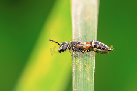 自然背景下绿叶上的小蜜蜂或矮蜂 (Apis florea) 的图像。