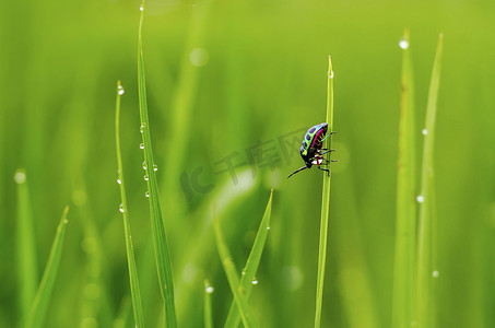 瓢虫装死摄影照片_雨后草地上的彩色全昆虫