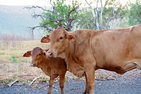 母牛和小牛摄影照片_路边的棕色母牛和小牛