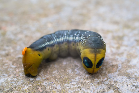 来自欧洲森林和林地的夹竹桃天蛾毛虫 Daphnis nerii。