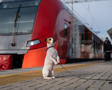 杰克罗素梗狗独自坐在户外的火车站。