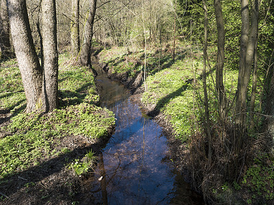 蜿蜒的森林小溪，蓝色的水流与白木海葵花，绿草和树木在阳光下。