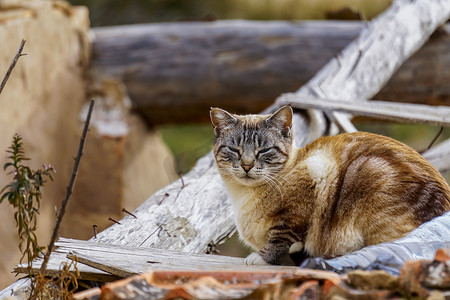 躺在屋顶上的流浪猫