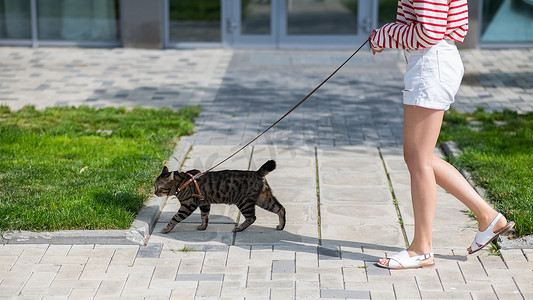 夏天，白种女人牵着一只猫在户外散步。