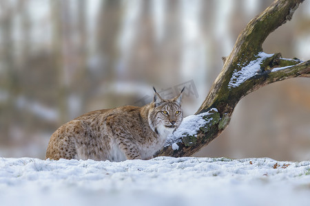 1 英俊的天猫座在多雪的冬天森林里