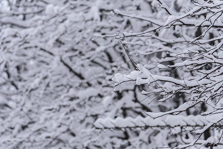 在拉普兰的冬季，树上覆盖着大雪