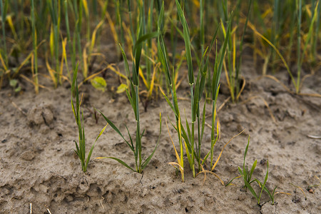 绿色农场摄影照片_春天从土壤农田中生长的绿色发芽黑麦。