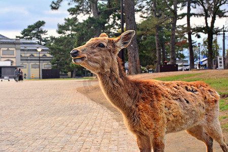 日本奈良鹿摄影照片_在日本奈良的公园里漫游的鹿
