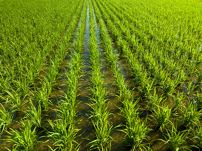 洪水泛滥的田地里一排排新种的绿稻