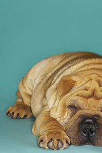 沙皮犬摄影照片_工作室里躺着的沙皮犬肖像