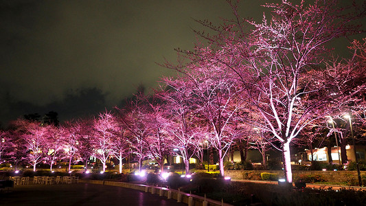 六本木东京中城的粉红色樱花或樱花在晚上