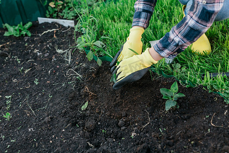 戴着手套的女园丁的手拿着小苹果树的幼苗，准备把它种在地上。