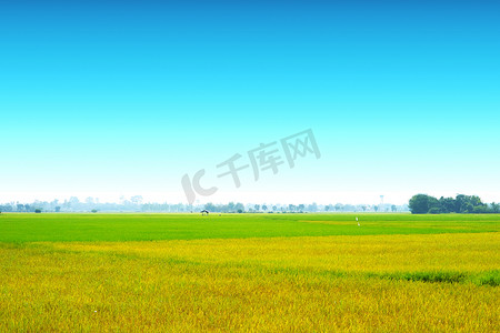 农业茉莉花稻农场和清晨蓝天的软雾