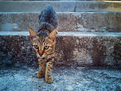 斜条纹底纹摄影照片_条纹流浪猫