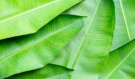 绿色大叶子摄影照片_背景的绿色香蕉叶子。