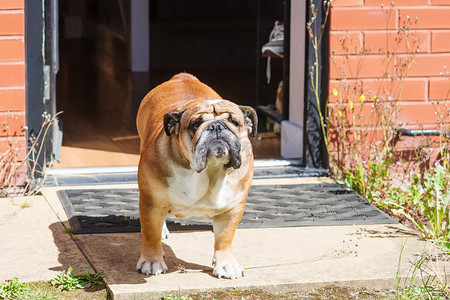 公牛门头摄影照片_房子门口的红色英国斗牛犬。