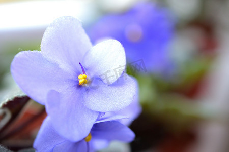 美丽的蓝紫色盛开的紫罗兰花。
