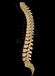 全脊柱 3D 渲染的 CT 扫描显示轮廓人体脊柱。