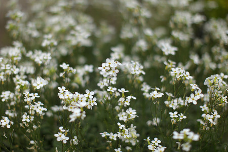 照片深度较浅，焦点只有几朵花，小白花床，抽象的春天背景。