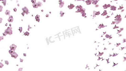 樱花飘落摄影照片_粉红色的樱花飘落的花瓣背景。 
