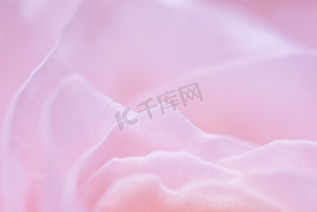 抽象花卉背景，粉红色的玫瑰花瓣，柔和的焦点。