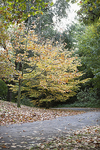 沿乡间小路的秋天颜色