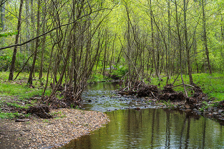 雷蛇摄影照片_费尔法克斯县的 Snakeden Branch Stream