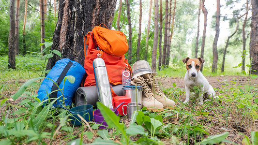 松林中的狗和露营设备。