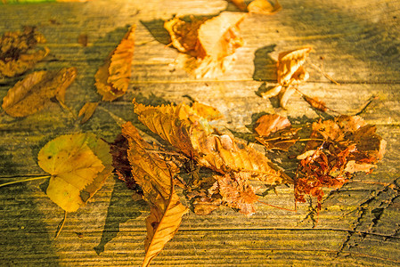 秋天木板背景摄影照片_长凳上秋色的叶子以温暖、阳光明媚的颜色