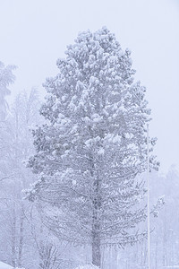 这棵大树已经覆盖了大雪和冬天的恶劣天气