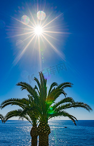 大海背景摄影照片_棕榈树享有海景，蓝天清澈，阳光明媚，旅游暑假背景