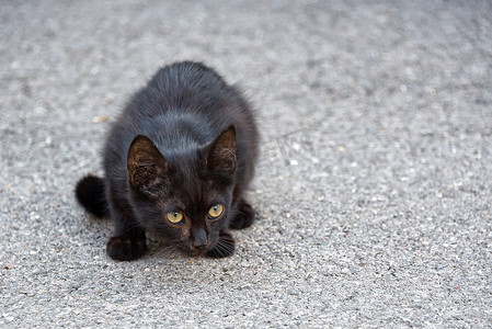 年轻的黑流浪猫