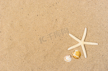 沙滩夏季背景，沙滩上有海星和贝壳