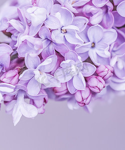 粉色花瓣摄影照片_紫色特里丁香花瓣。