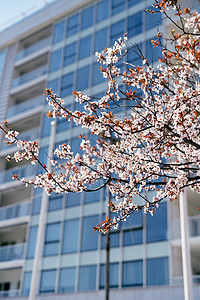 一栋美丽的现代多层建筑背景上，一棵开着粉红色花朵和叶子的果树的枝条