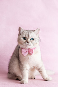 粉色丝带摄影照片_一只带粉色领结的白色英国猫