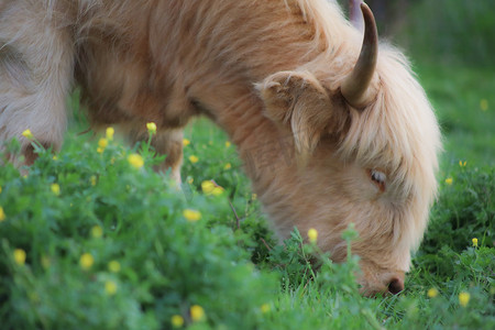 观察动物摄影照片_农场里的动物牛、山羊、马等。