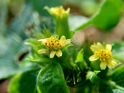 战火摄影照片_具有自然背景的节点杂草（也称为 Synedrella nodiflora、synderella 杂草）的宏观照片。