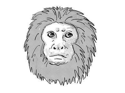 金狮面狨或 Leontopithecus Rosalia 濒危野生动物卡通复古画