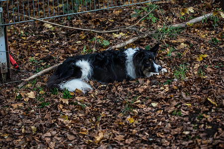 黑白牧羊犬睡在树叶中