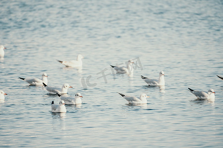 剪影海鸥摄影照片_一群海鸥在海中飞翔、捕鱼、游泳。