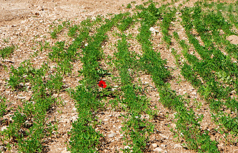 弯曲线条摄影照片_室外弯曲的绿色行中的单红花