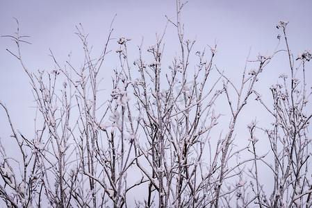 树枝上覆盖着大雪和日落时间我