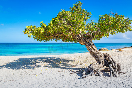 divi摄影照片_加勒比海阿鲁巴岛上有 divi divi 树的鹰滩