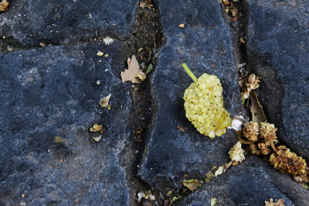 深蓝色石头背景上的绿色白色桑葚的果实。