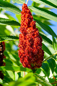 rhus摄影照片_盛开的漆树醋树红花，Rhus typhina，在阳光明媚的夏日特写。