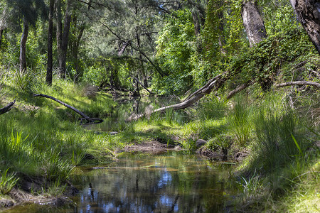 澳大利亚地区阳光下穿过绿树成荫的小溪