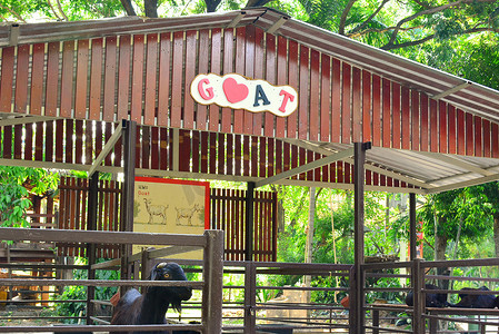 泰国曼谷考丁公园杜斯特动物园的山羊